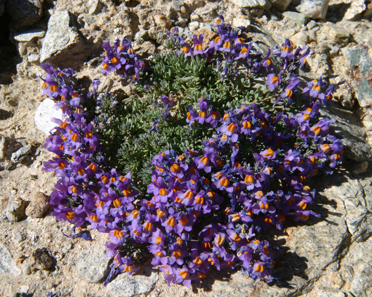 Linaria alpina / Linajola alpina